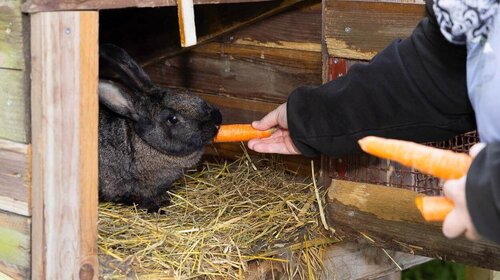 Kaninchenfütterung auf dem Gelände der Kleinen Farm